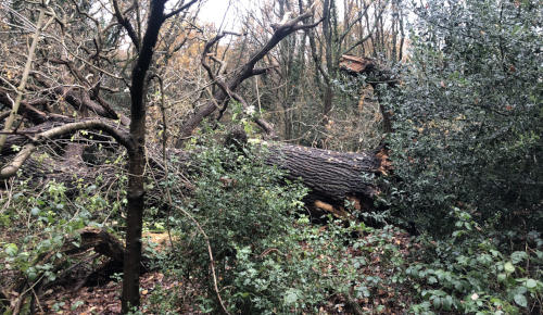 fallen mature oak in Forty Hall