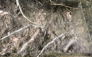 trench 2